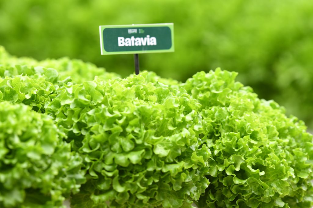 More Veggies Please Begins Rollout in Metro Manila Supermarkets, Starting with S&R 1 Batavia Lettuce