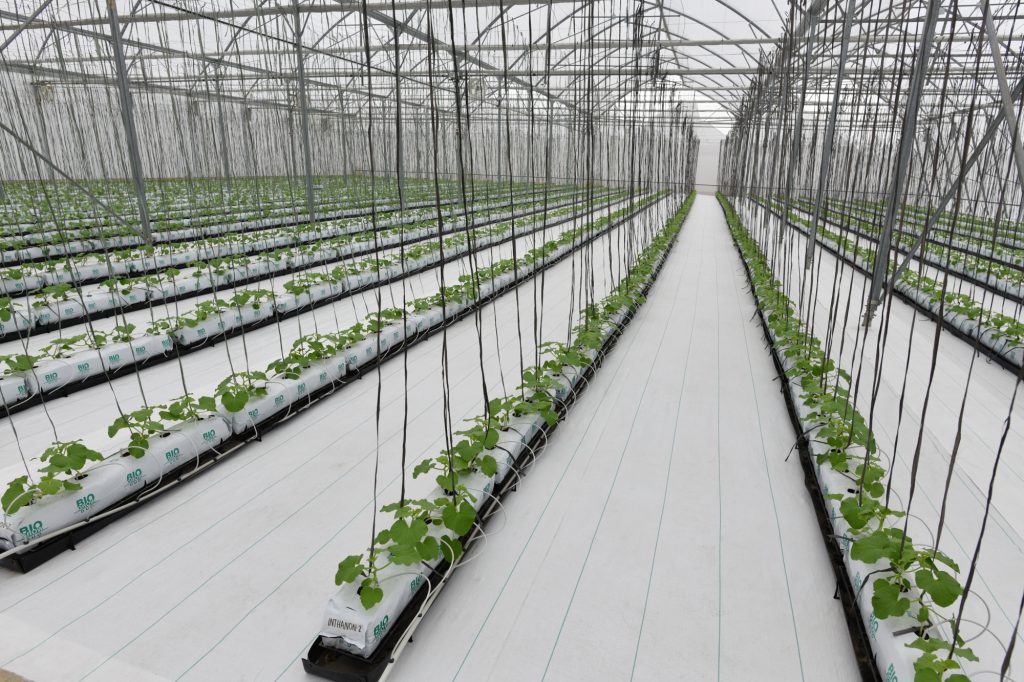 More Veggies Please Begins Rollout in Metro Manila Supermarkets, Starting with S&R 3 Hot Greenhouse 2